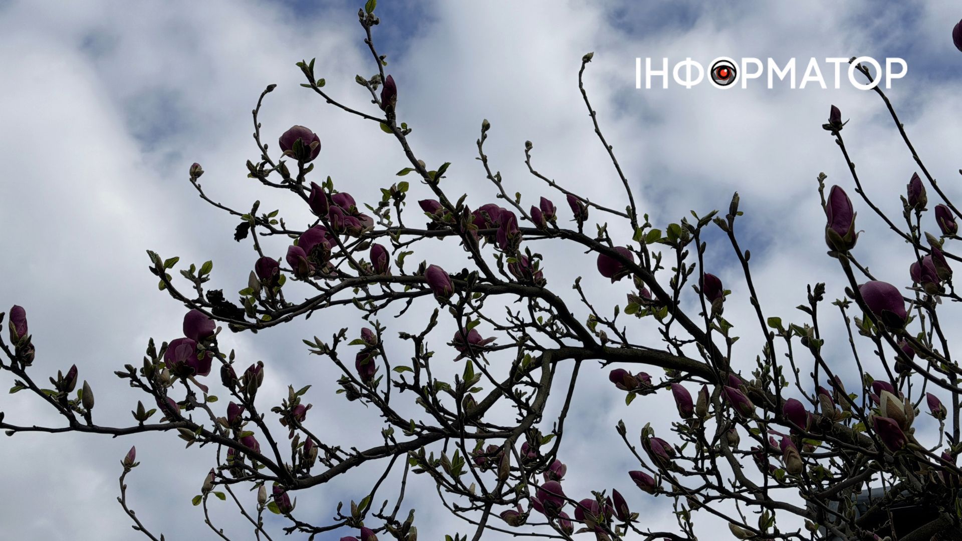 Сакури і магнолія зацвіли в Коломиї | ФОТО 6