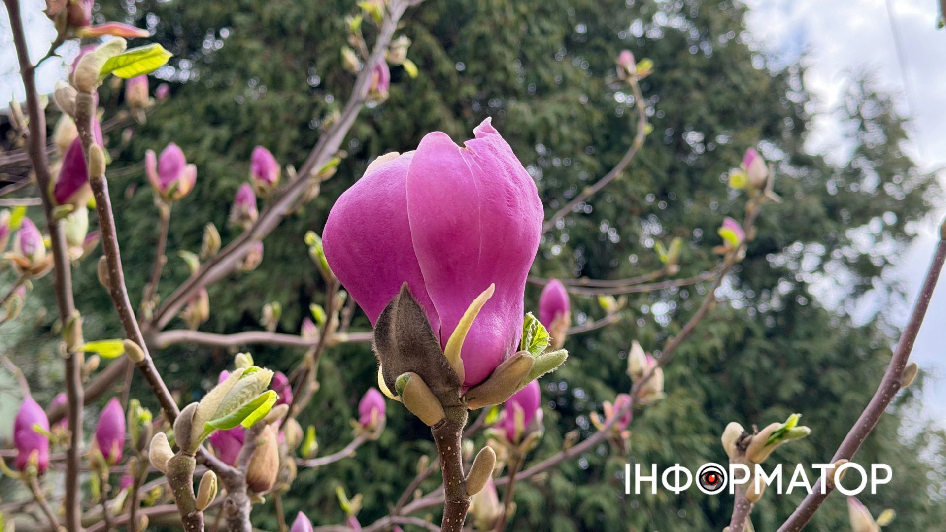 Сакури і магнолія зацвіли в Коломиї | ФОТО 9