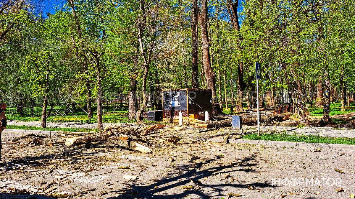 На вулиці Чайковського впало дерево: рух перекрито