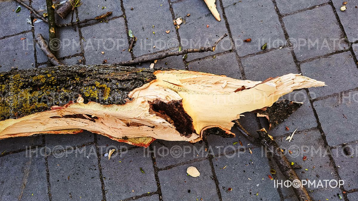 На вулиці Чайковського впало дерево: рух перекрито 4