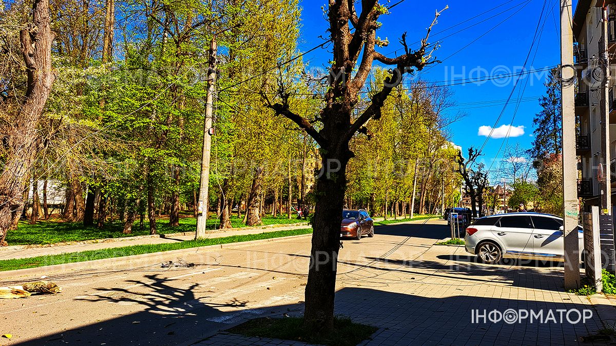 На вулиці Чайковського впало дерево: рух перекрито 3