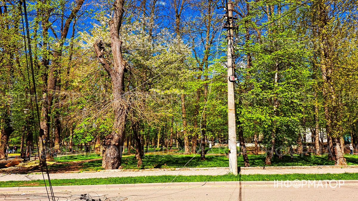 На вулиці Чайковського впало дерево: рух перекрито 2