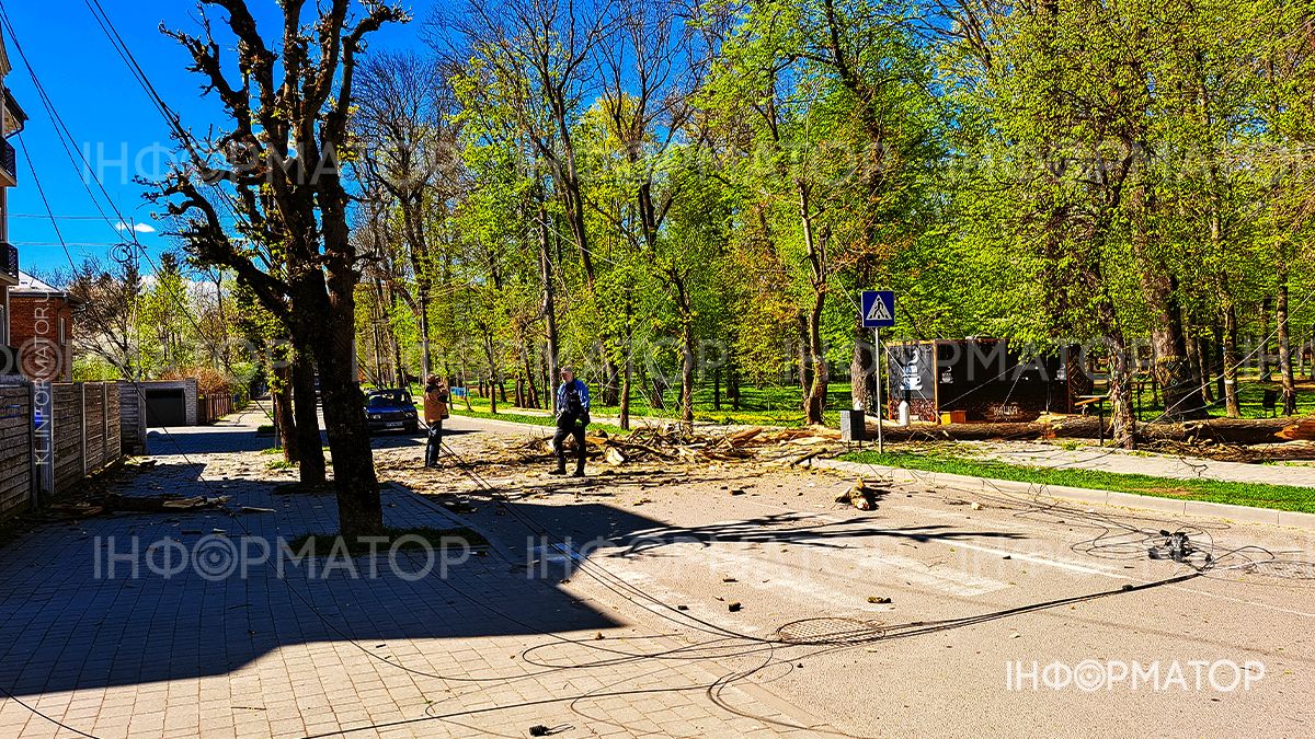 На вулиці Чайковського впало дерево: рух перекрито 1