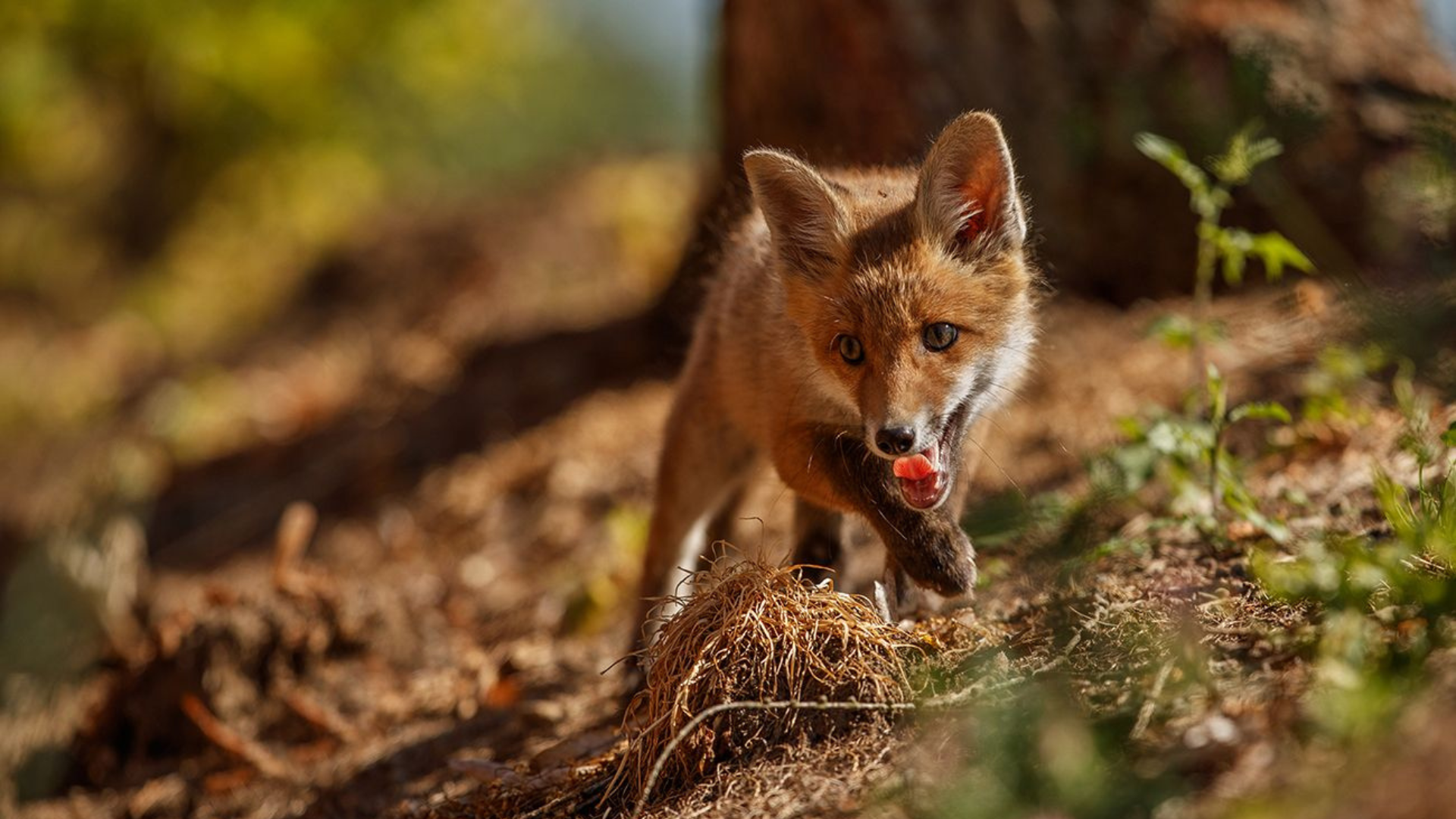 "Чупакабра" чи хвора тварина: хто насправді налякав мешканців Прикарпаття?