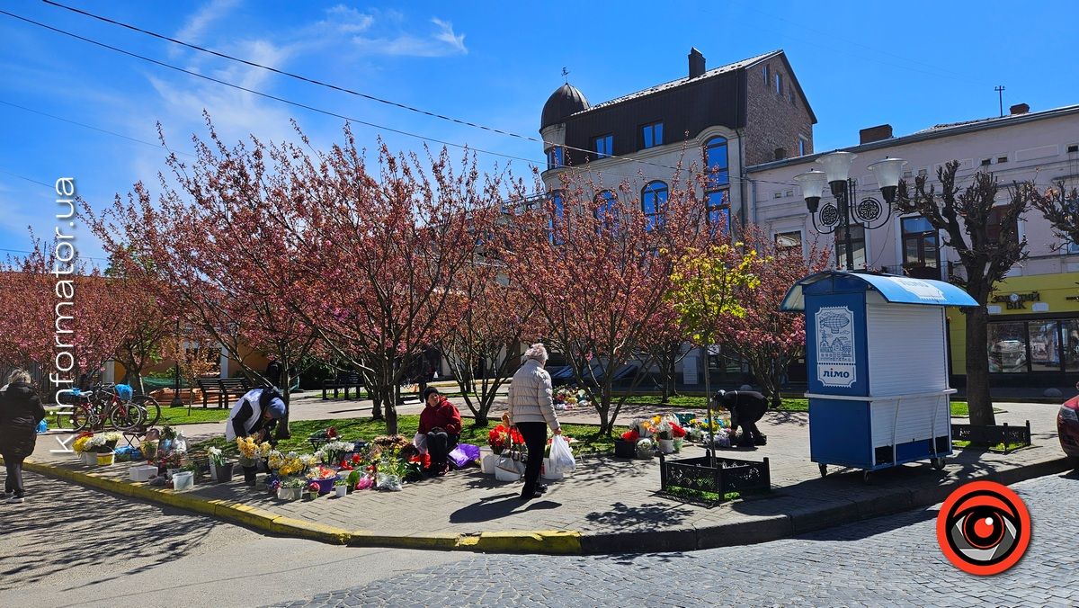 Сезон рожевих фото відкрито: у центрі Коломиї зацвіла сакура 1