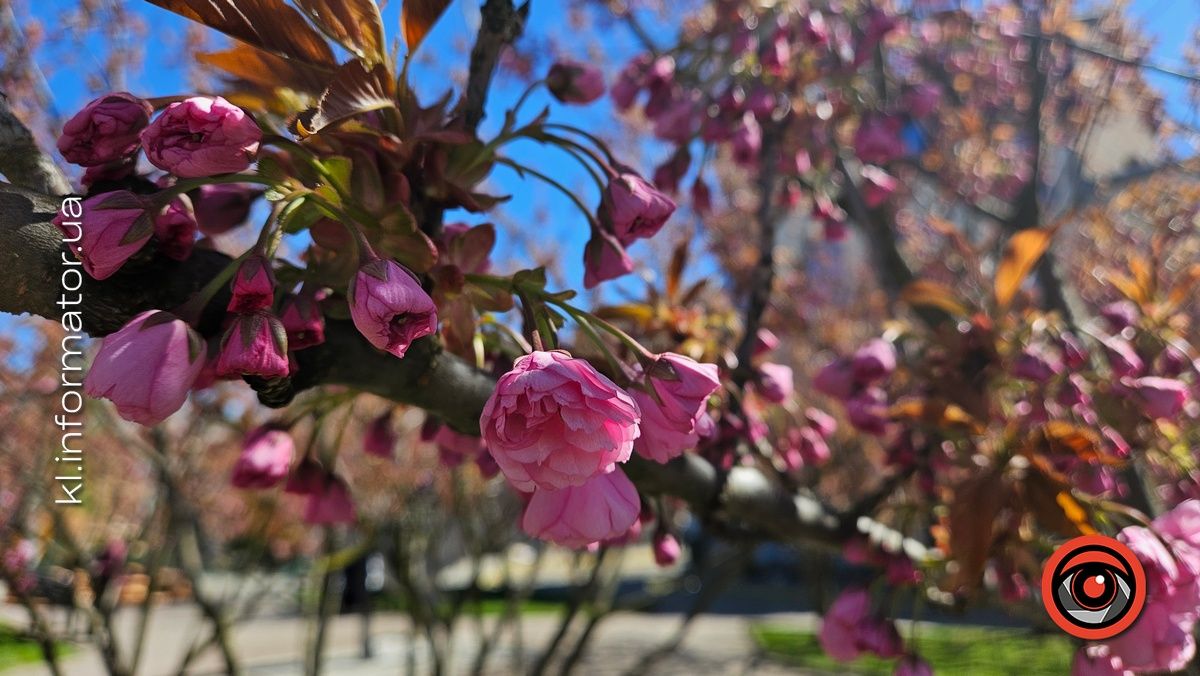 Сезон рожевих фото відкрито: у центрі Коломиї зацвіла сакура 6