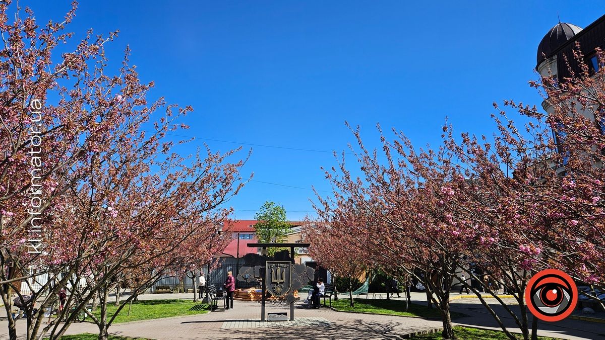 Сезон рожевих фото відкрито: у центрі Коломиї зацвіла сакура 4