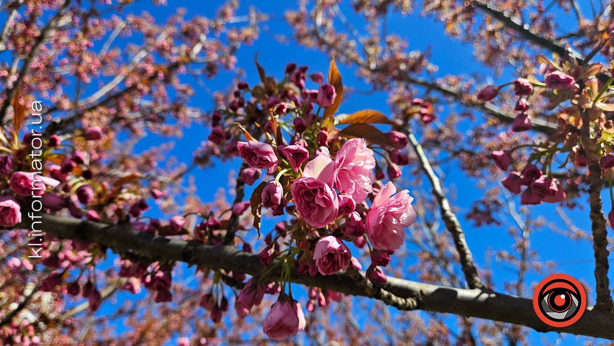 Сезон рожевих фото відкрито: у центрі Коломиї зацвіла сакура 5