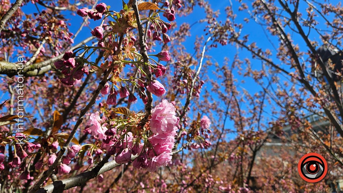 Сезон рожевих фото відкрито: у центрі Коломиї зацвіла сакура 3