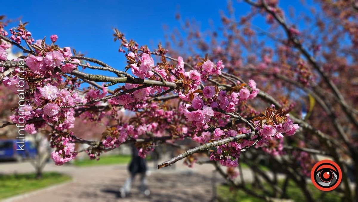 Сезон рожевих фото відкрито: у центрі Коломиї зацвіла сакура 8