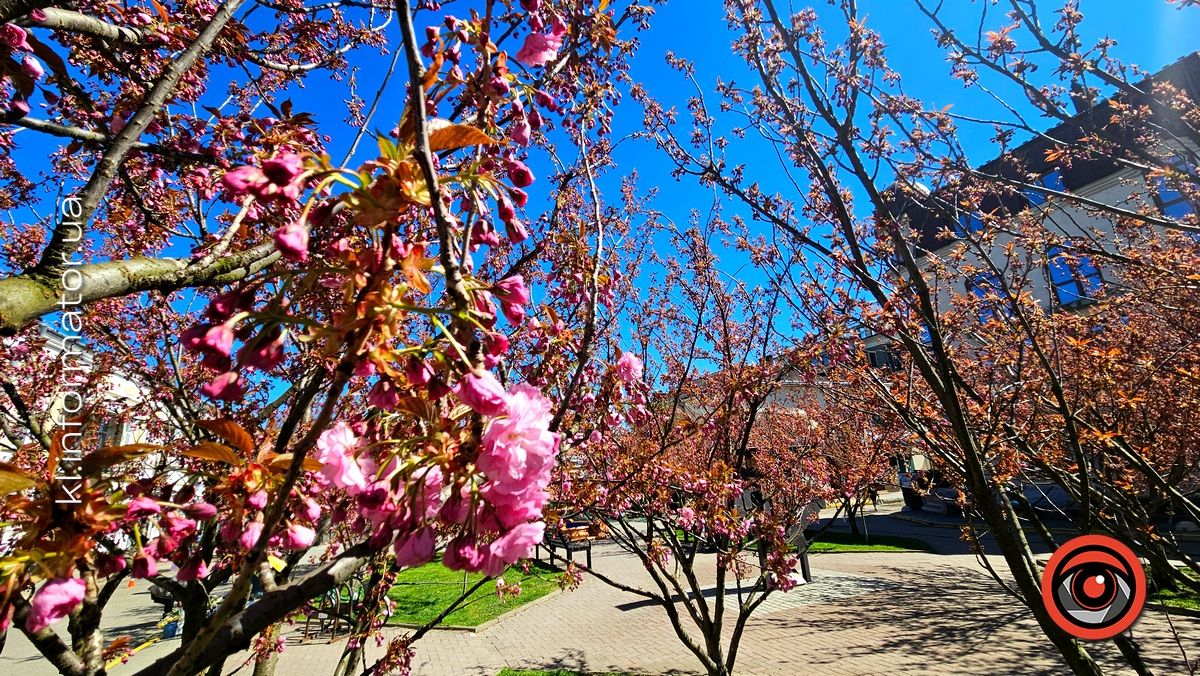 Сезон рожевих фото відкрито: у центрі Коломиї зацвіла сакура 7