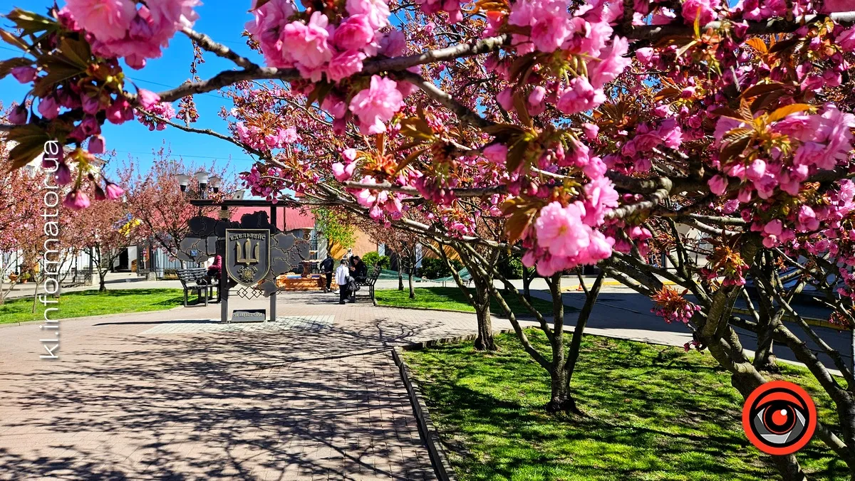 Сезон рожевих фото відкрито: у центрі Коломиї зацвіла сакура