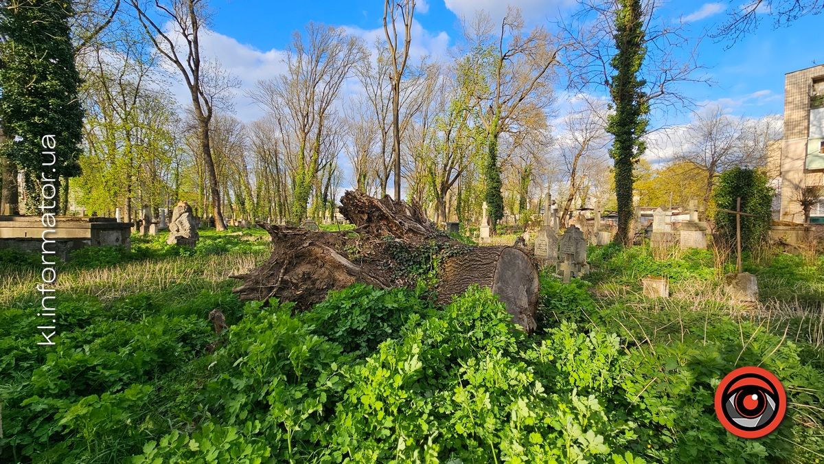 Стихійна розруха: як природа бере своє на польському кладовищі у Коломиї 14