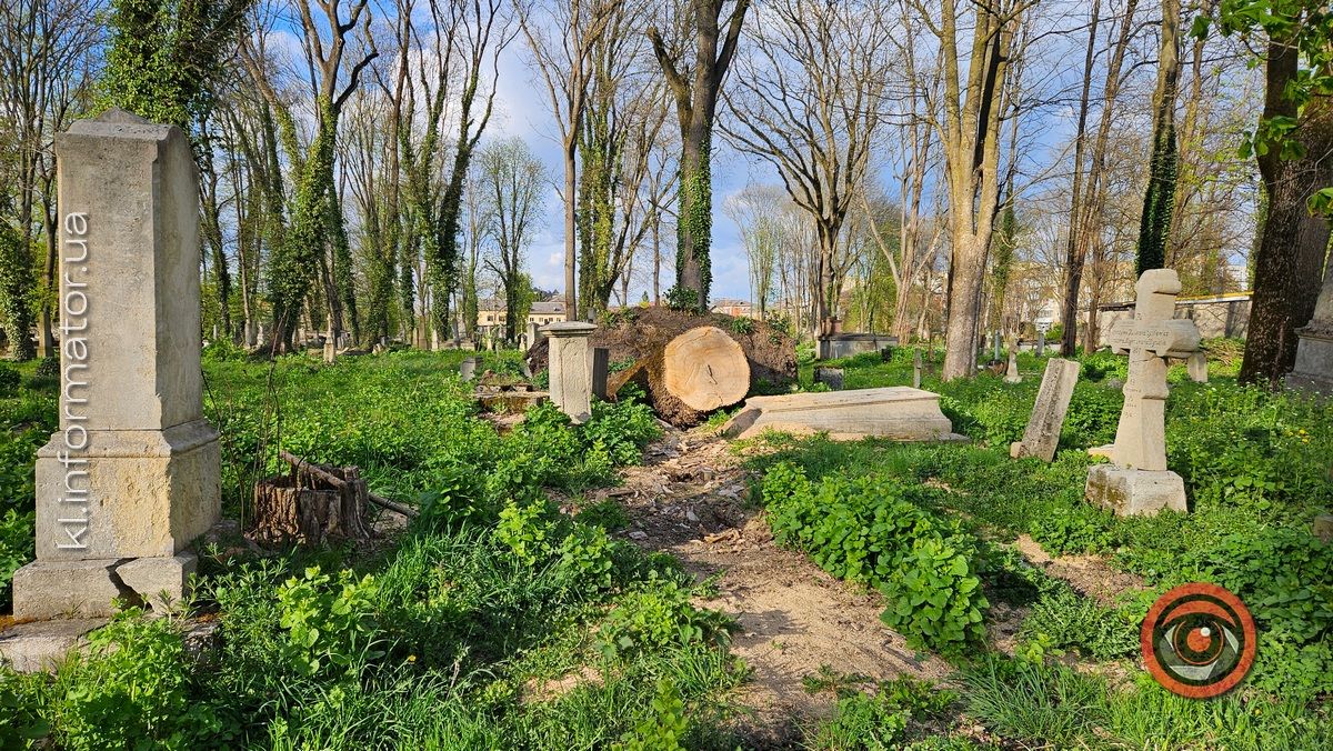 Стихійна розруха: як природа бере своє на польському кладовищі у Коломиї 4