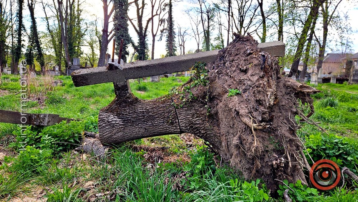 Стихійна розруха: як природа бере своє на польському кладовищі у Коломиї 10