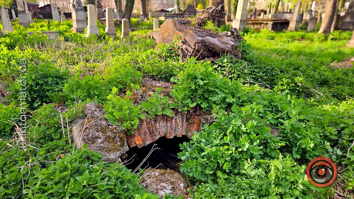 Стихійна розруха: як природа бере своє на польському кладовищі у Коломиї 2