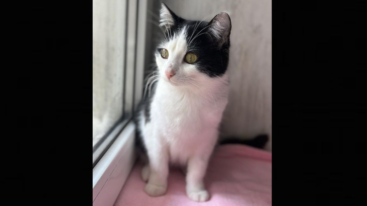 Пухнастики шукають люблячих господарів у Коломиї 1