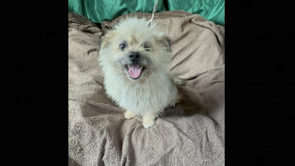 Пухнастики шукають люблячих господарів у Коломиї 2