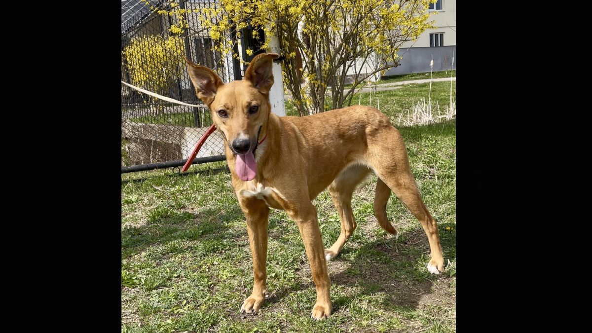 Пухнастики шукають люблячих господарів у Коломиї 3