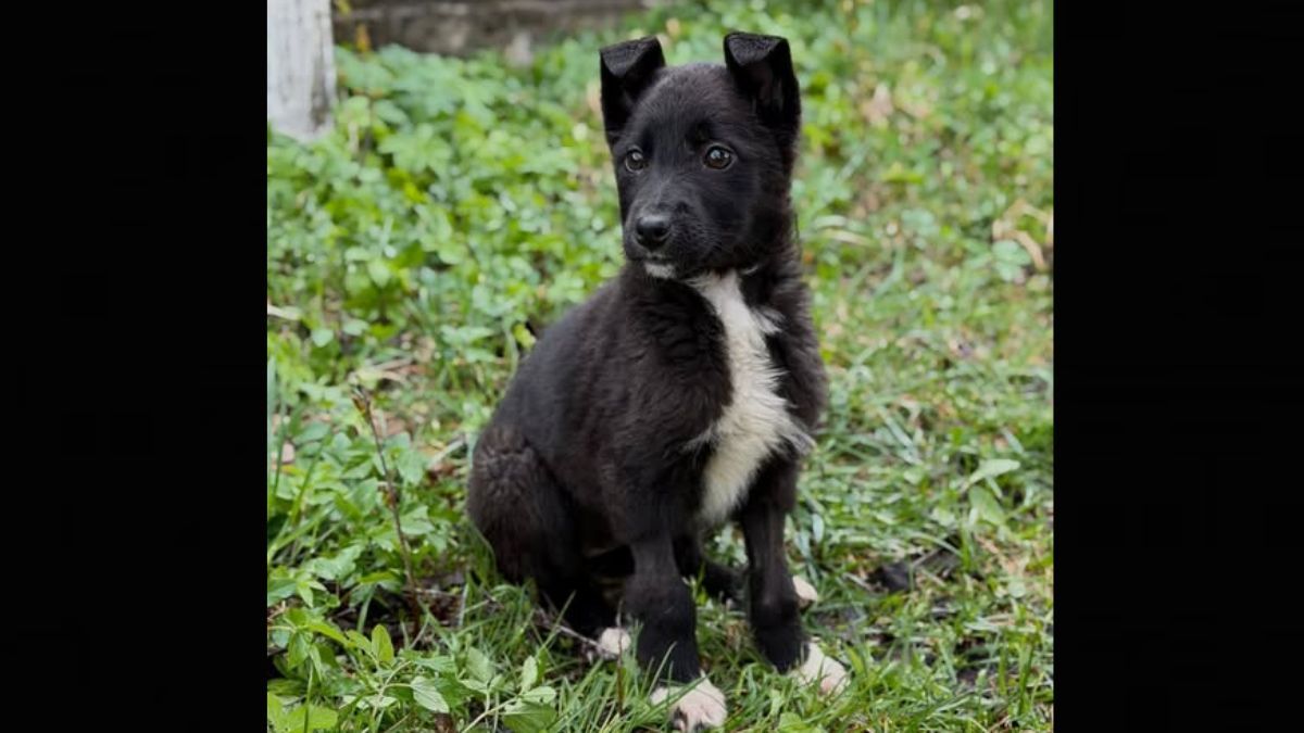 Пухнастики шукають люблячих господарів у Коломиї 4