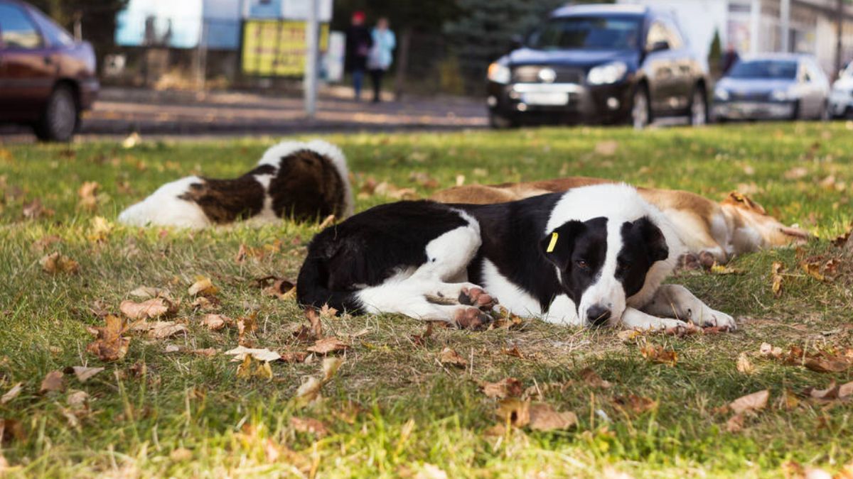 Пухнастики шукають люблячих господарів у Коломиї