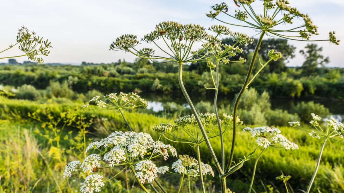 У Коломийській громаді розпочали боротьбу з борщівником