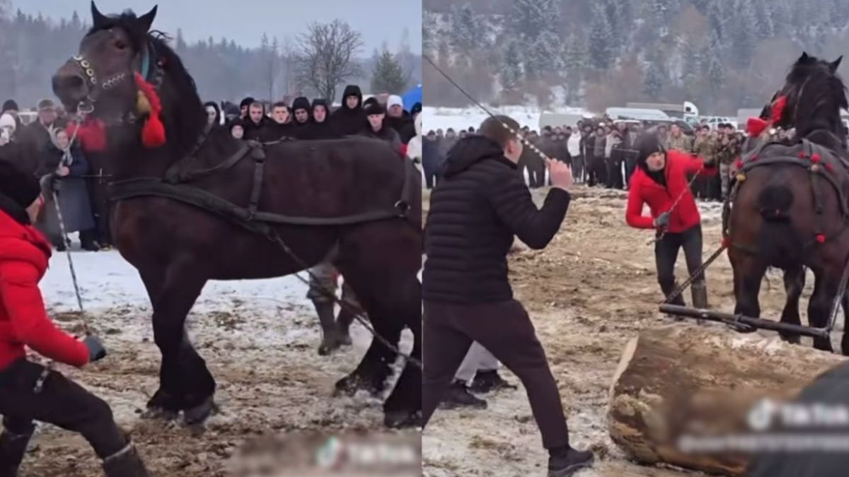 Суд закрив справу проти організатора кінного фестивалю "Бойківські коні" на Прикарпатті