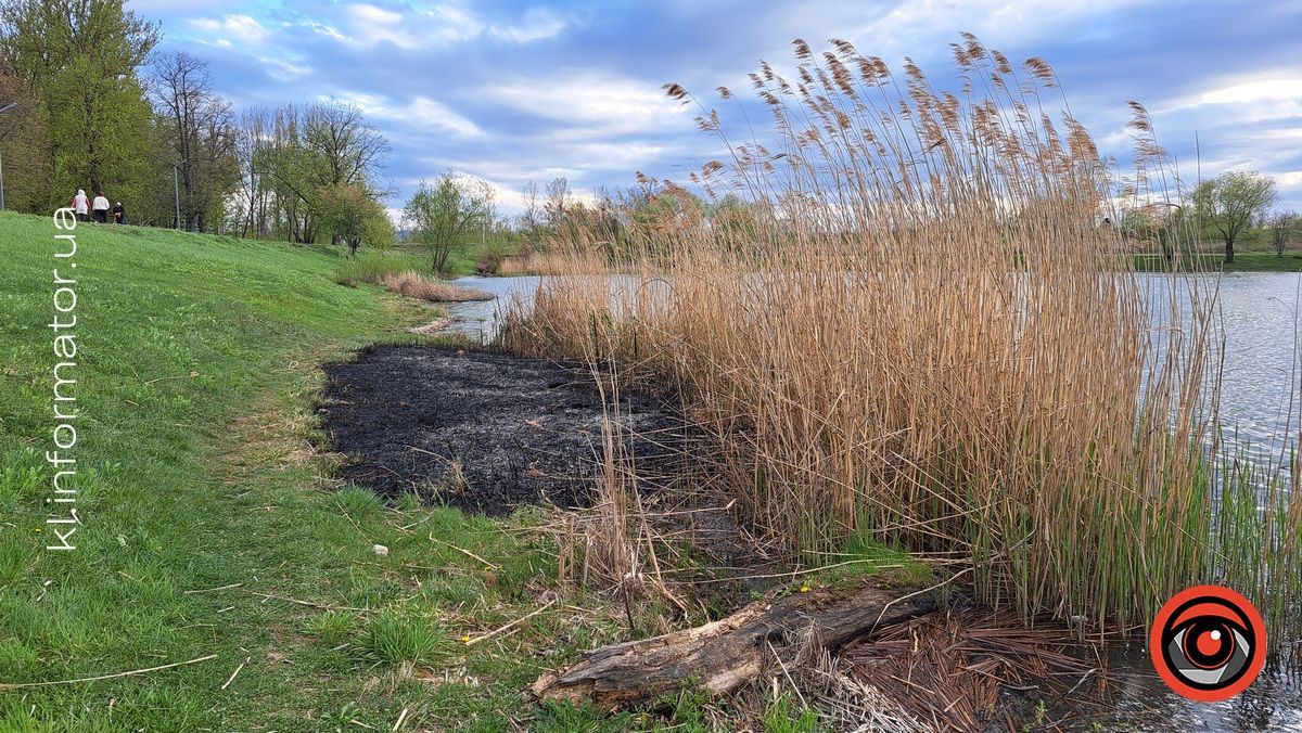 На озері в Коломиї невідомі підпалили очерет: чим це загрожує 2
