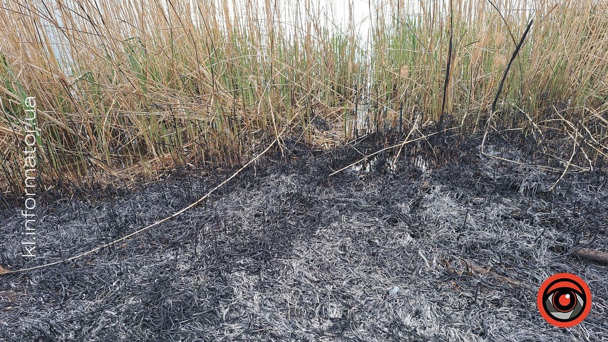 На озері в Коломиї невідомі підпалили очерет: чим це загрожує 1