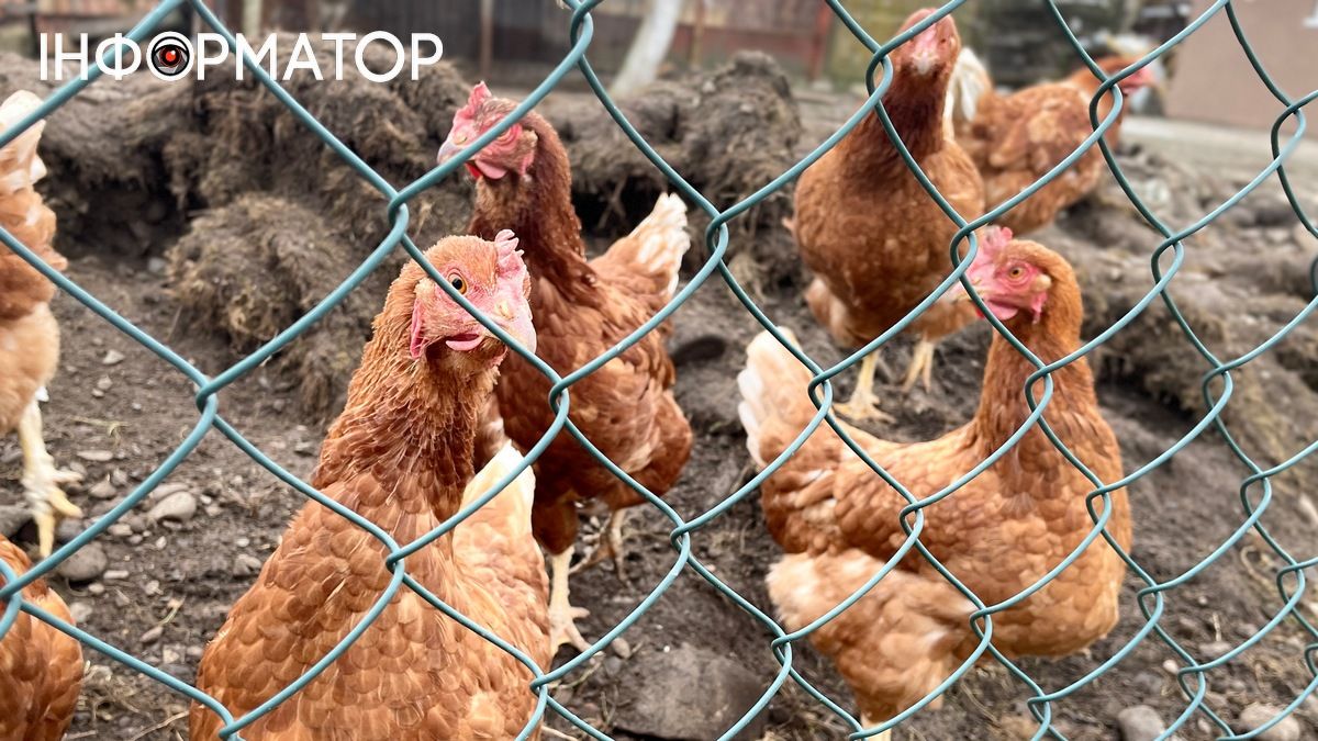 Чому кури починають їсти яйця та як цьому зарадити: поради господарям