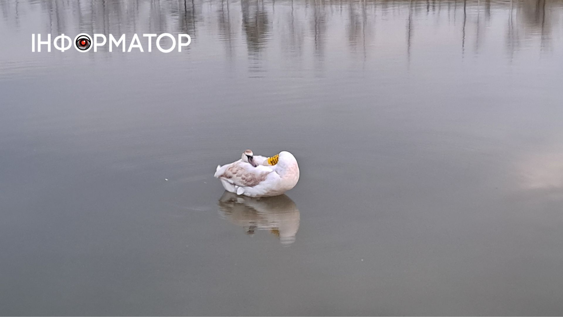 То що трапилось з лебедем: історія лебединого сімейства і 4-х спроб порятунку на коломийському озері 3