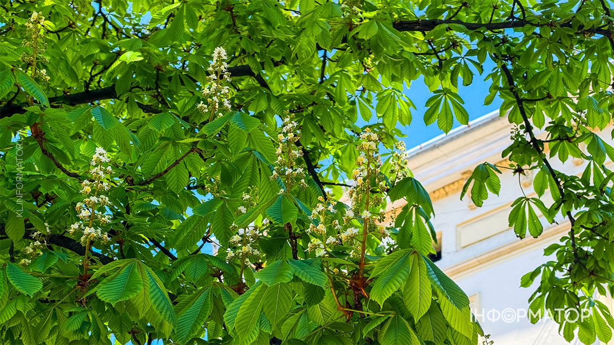 На бульварі Лесі Українки у Коломиї зацвіли каштани 7