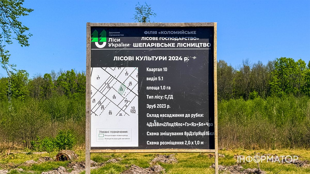 Масштабну висадку саджанців дуба провели у Шепарівському лісництві 8