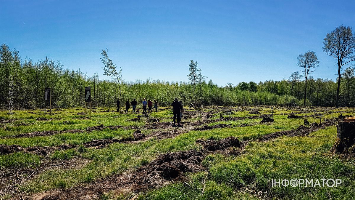 Масштабну висадку саджанців дуба провели у Шепарівському лісництві 2