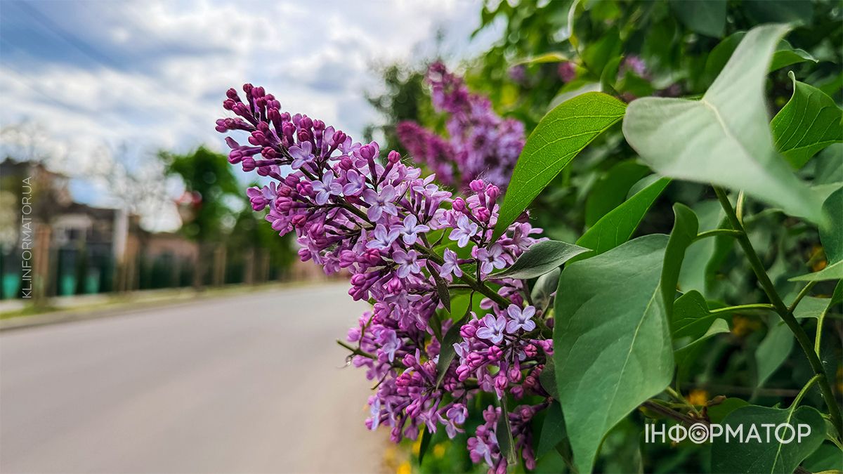 Весняна Коломия: як виглядають вулиці та парк міста у зелених шатах 27