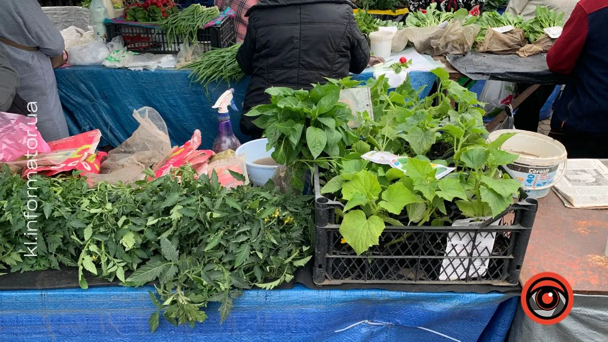 Весна на городі: які ціни на розсаду у Коломиї 2