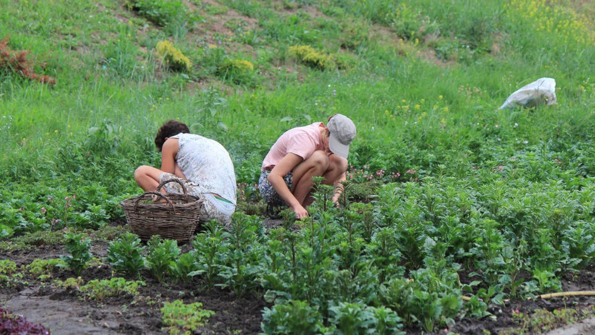 Календар городника: що робити на ділянці з 11 по 17 травня