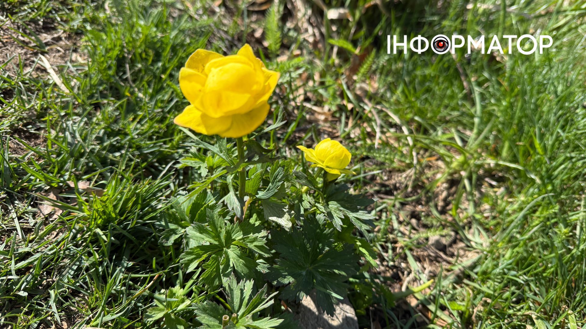 Зелене море, розрізане стежками: фоторепортаж з майже літніх Карпат 3