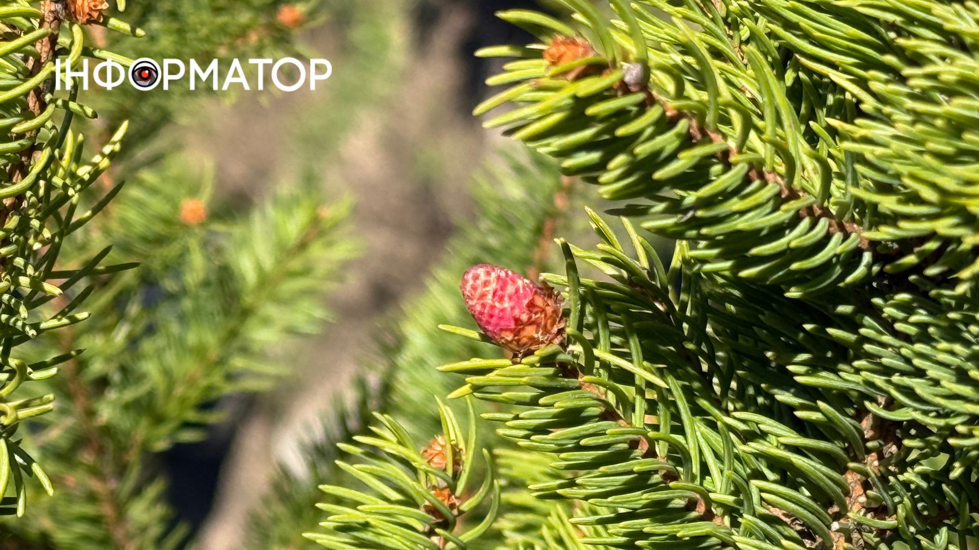 Зелене море, розрізане стежками: фоторепортаж з майже літніх Карпат 8