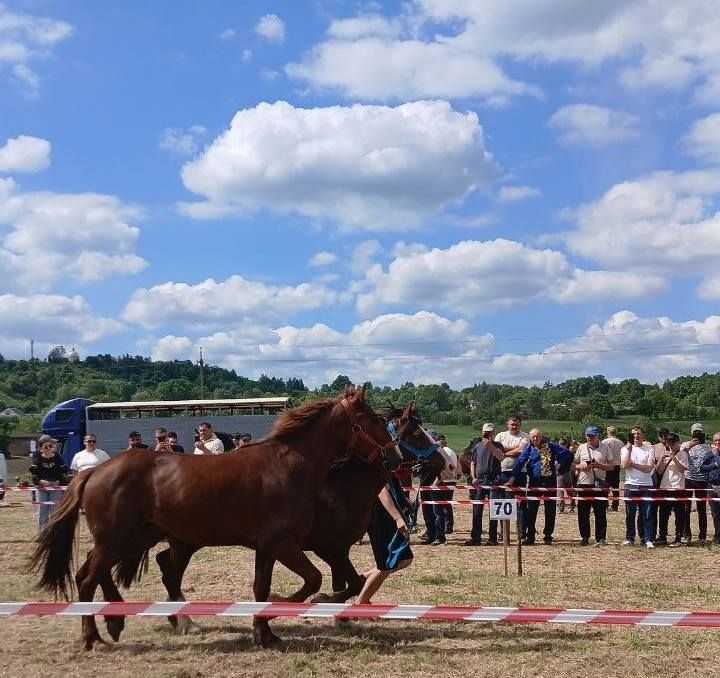 Сталева підкова Коломийщини: благодійний кінний фестиваль пам’яті Героя України Івана Голубки відбувся у Дебеславцях 1