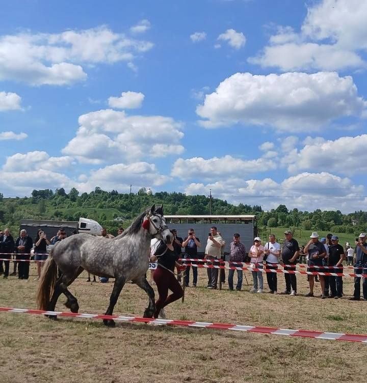 Сталева підкова Коломийщини: благодійний кінний фестиваль пам’яті Героя України Івана Голубки відбувся у Дебеславцях 8