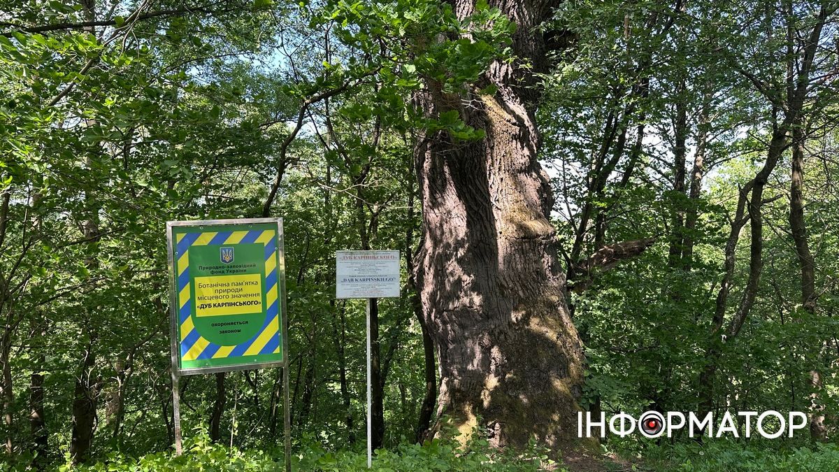 Дуб Карпінського: легенди, історія та цікаві факти про природну пам'ятку Голоскова 1