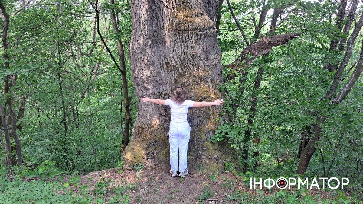 Дуб Карпінського: легенди, історія та цікаві факти про природну пам'ятку Голоскова 2