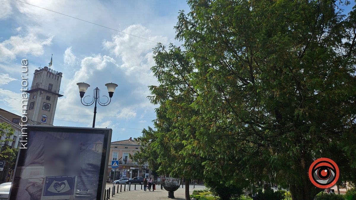 Тиси ягідні пропадають у центрі Коломиї