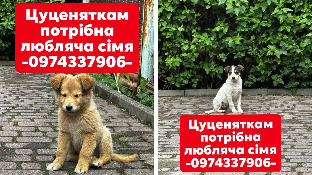 Шукають свою людину: чотирилапі у Коломиї, які мріють про затишну домівку 1