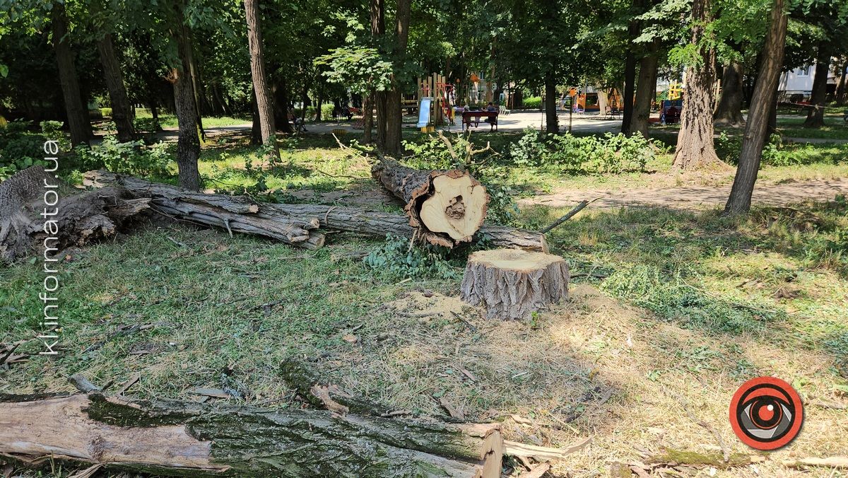 У парку Коломиї зрізали дерева, не маючи на руках дозволів 2