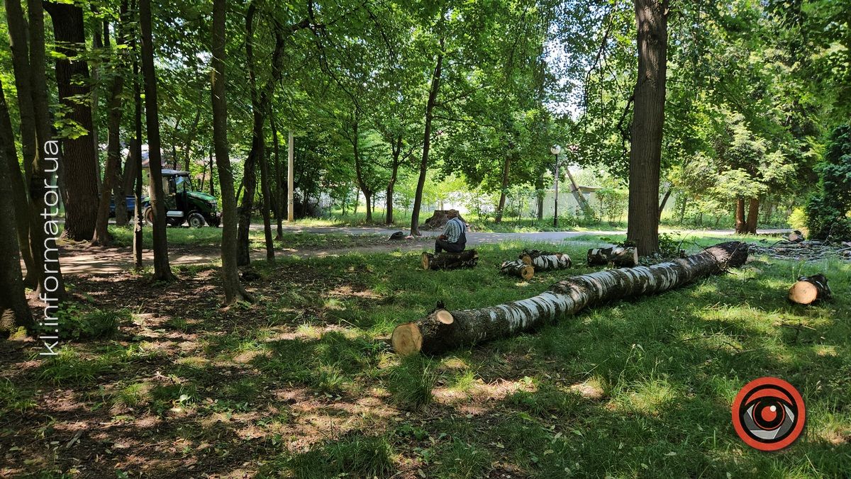 У парку Коломиї зрізали дерева, не маючи на руках дозволів 1