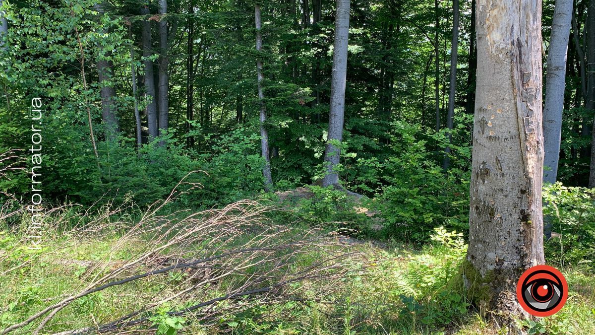 Втекти від буденності: фоторепортаж із літнього лісу Прикарпаття 11