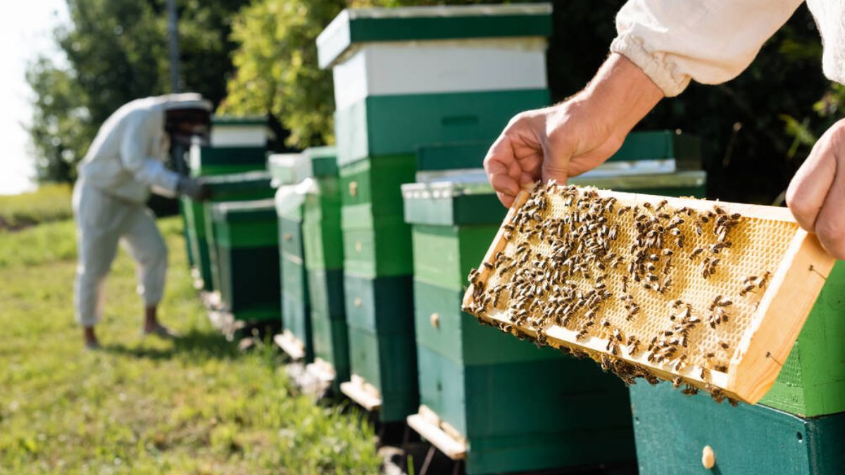 Пасічники Прикарпаття зможуть отримати кошти за придбане обладнання