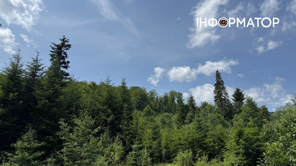 Магія зеленого літа: фотоподорож липневими Карпатами 1